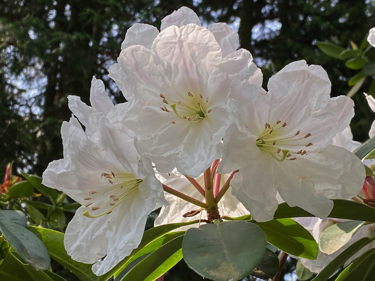 R. decorum AGM